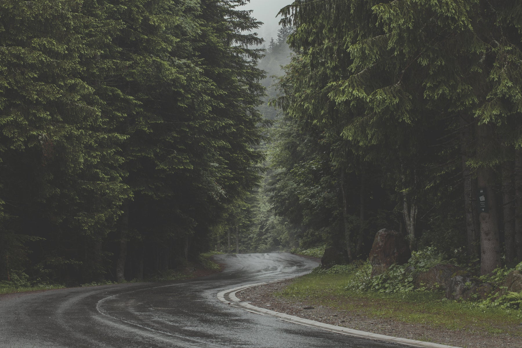 wet curvy road winding through a pine tree forest